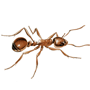 Ants