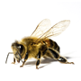 Bees and Wasps