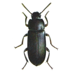 Beetles