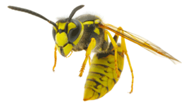 Bumble bees