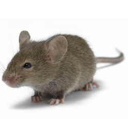 House Mouse