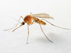 Mosquito